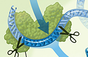 CRISPR / Cas Gene Editing Illustration – Detail