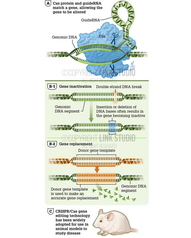 CRISPR / Cas Technology Illustration