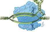 CRISPR / Cas Technology