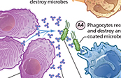 Overview of the Immune Response Medical Illustration