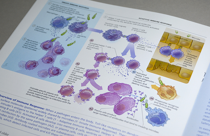 Overview of the Immune Response Medical Illustration - page view