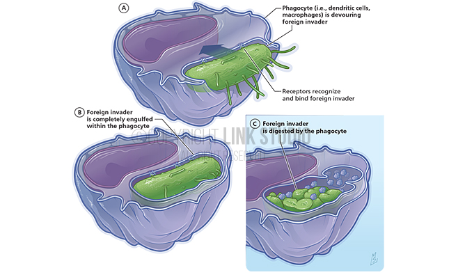Phagocytosis Medical Illustration