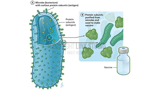 Concept of a Subunit Vaccine Medical Illustration
