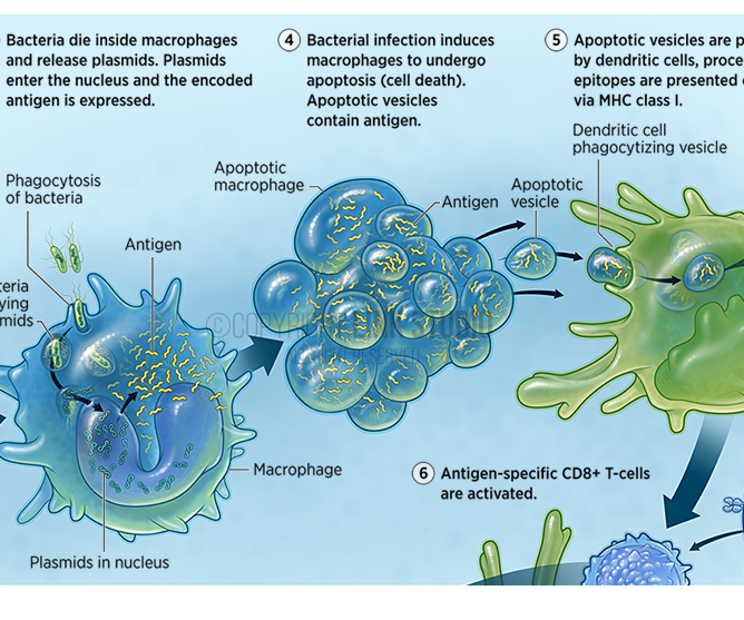 Oral T-Cell Immunotherapy MOA Medical Illustration - Detail