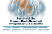 Cerebral Brain Development with Zika Infection in RGC Cells - Cover