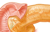 Pancreatic Anatomy