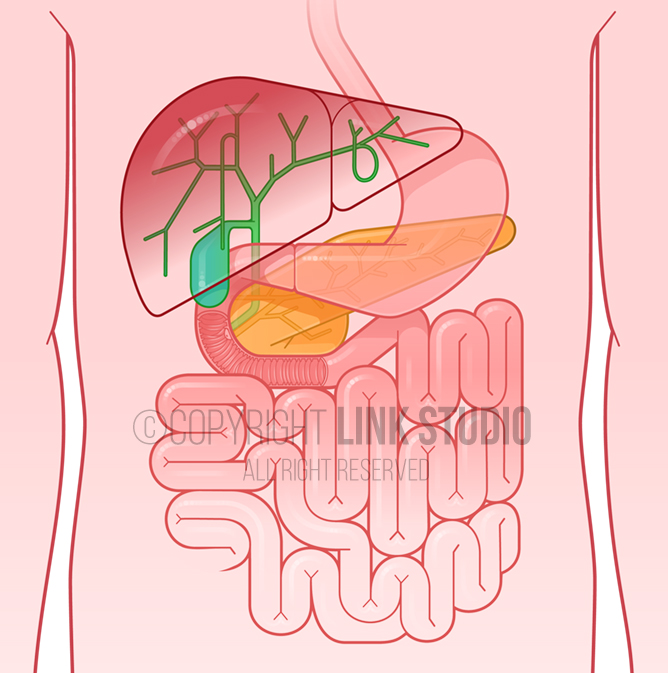 Graphic Anatomy - Biliary Tree