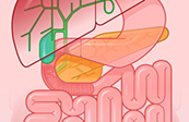 Graphic Anatomy - Biliary Tree