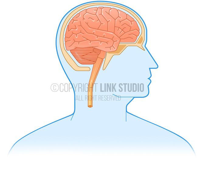 Graphic Anatomy - Brain