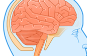 Graphic Anatomy - Brain