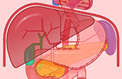 Graphic Anatomy - Heart and Branches of the Celiac Artery