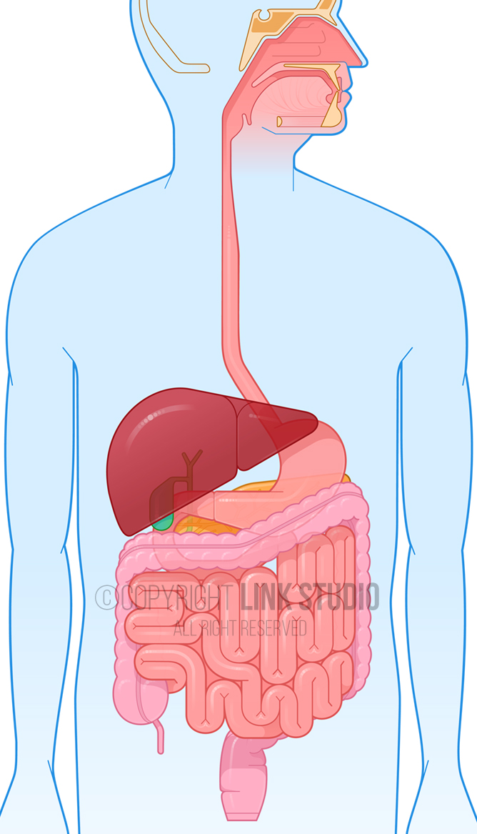 Graphic Anatomy - Digestive System