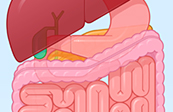 Graphic Anatomy - Digestive System