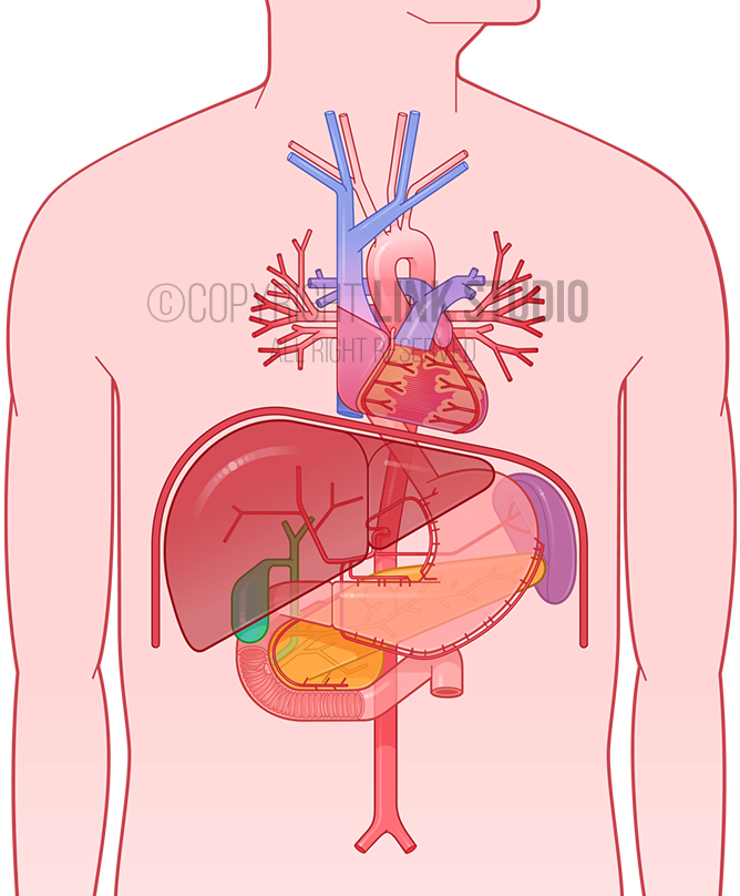 Graphic Anatomy - Heart and Branches of the Celiac Artery