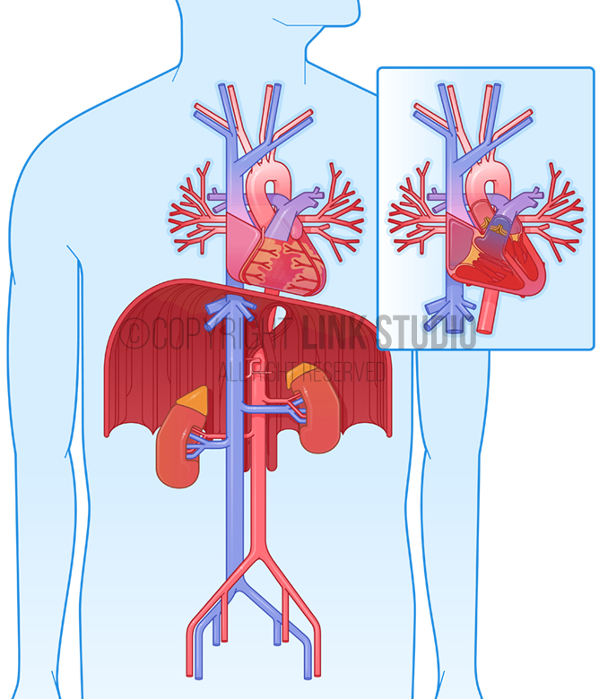 Graphic Anatomy - Heart Anatomy, Great Vessels, and the Retroperitoneum
