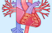 Graphic Anatomy - Heart