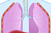 Graphic Anatomy - Respiratory System