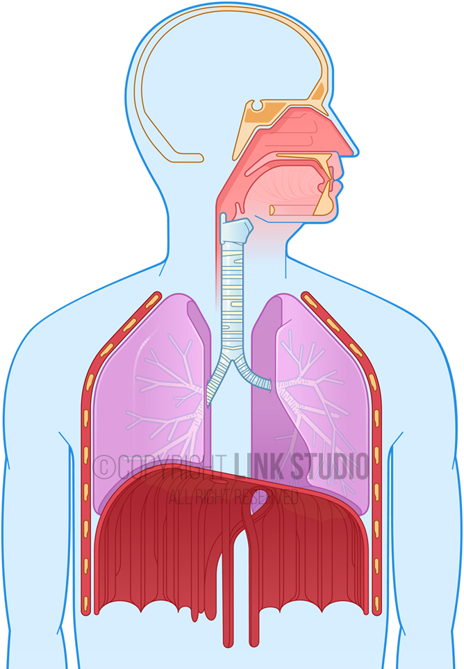 Graphic Anatomy - Respiratory System