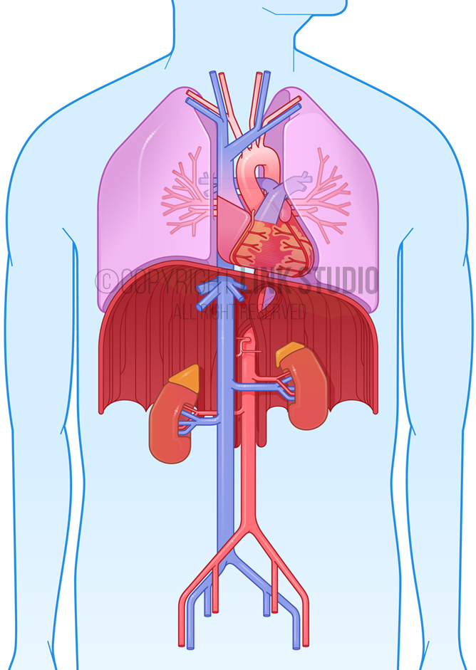 Graphic Anatomy - Thorax and retroperitoneum