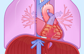 Graphic Anatomy - Thorax and retroperitoneum