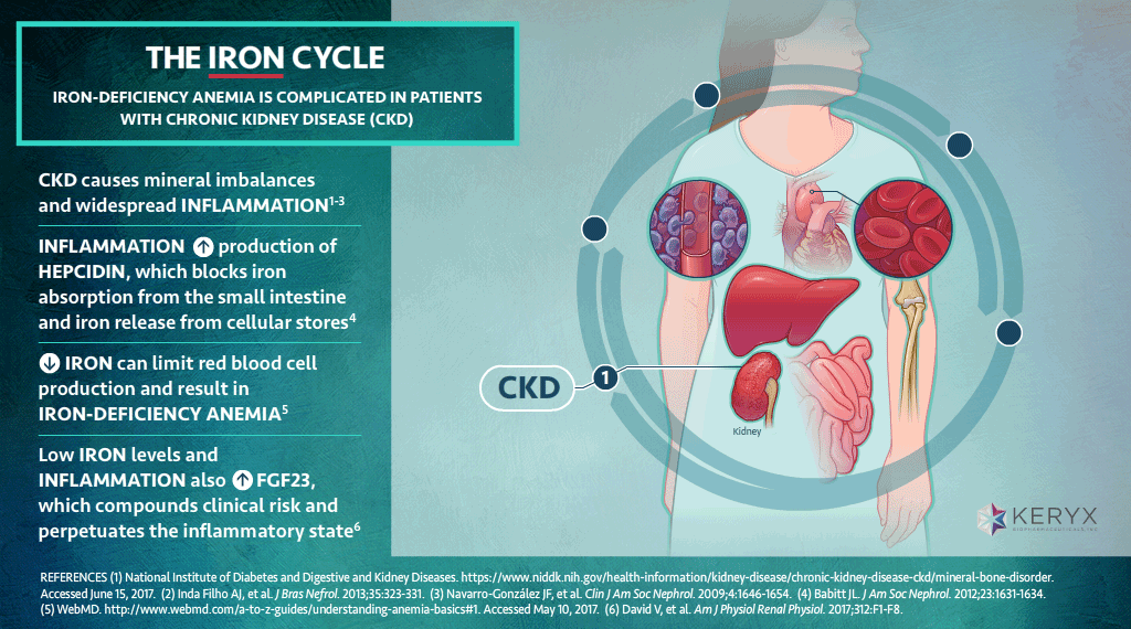 The Iron Cycle - Iron Deficiency and CKD - Animated GIF