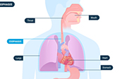 Esophageal Cancer Video - Location of Esophagus