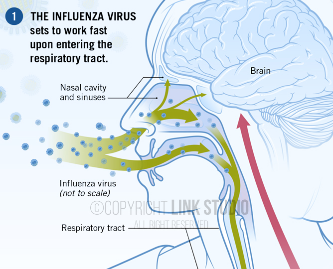 Influenza infectious pathway - detail