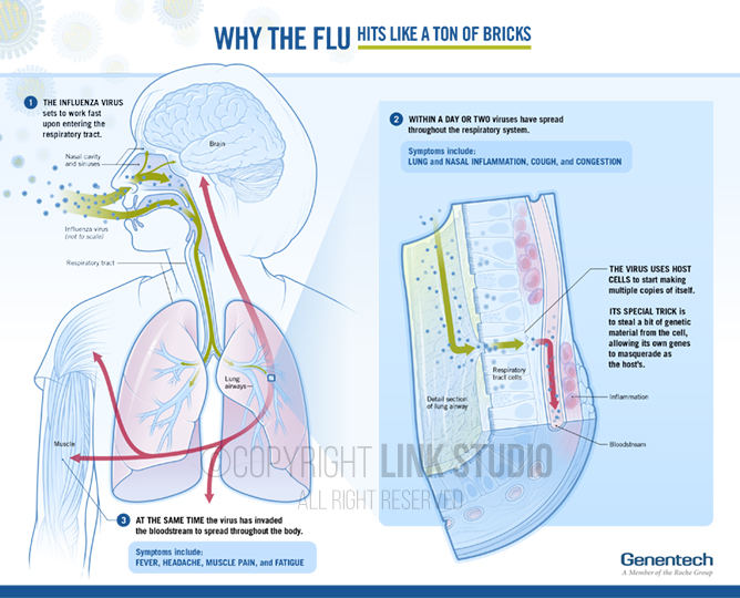 Influenza and the Antiviral, Baloxavir - Link Studio - Medical Illustration