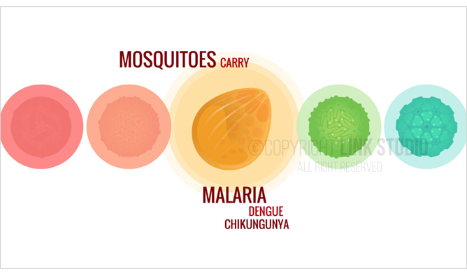 Mosquito-borne disease - germs