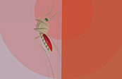 Mosquito-borne Disease