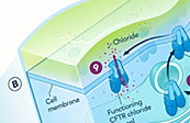 Intracellular CFTR protein development process